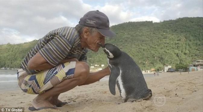Dindim, penguin yang berenang ribuan kilometer, bertemu dengan Joao Pereira de Souza. (TV Globo)