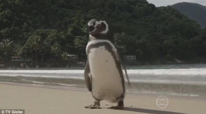 Dindim, penguin yang kabarnya selalu kembali pada Joao Pereira de Souza. (Globo TV)