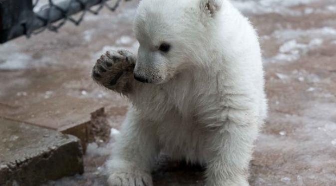 Berkenalan dengan Juno, Bayi Beruang Kutub yang Imut dan Lucu | via: cbc.ca
