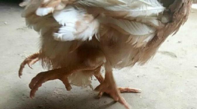 Ayam berkaki 4 tiba-tiba menjadi sensasi wisata setelah ditemukan di sebuah peternakan di China bagian timur.(Shanghaisst.com)