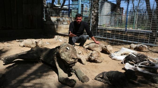 Miris, 10 Foto Ini Gambarkan Kepedihan di Kebun Binatang Gaza | via: indiatimes.com