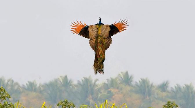 Keindahan Burung Merak Saat Mengepakkan Sayap | via: boredpanda.com