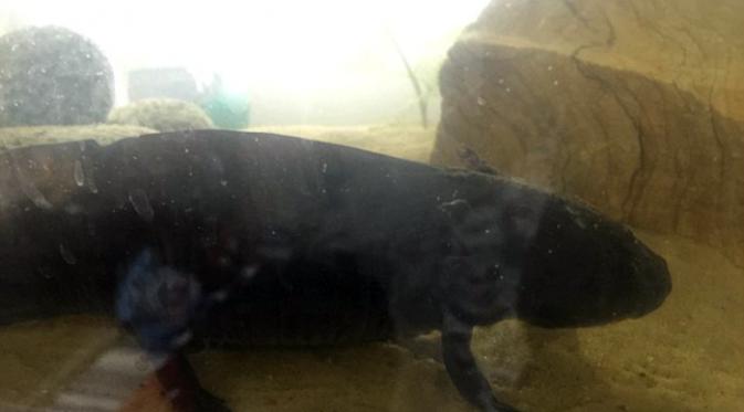 Salamander betina yang dipelihara oleh Ryan Dempsey dan temannya (Foto: Ryan Dempsey).