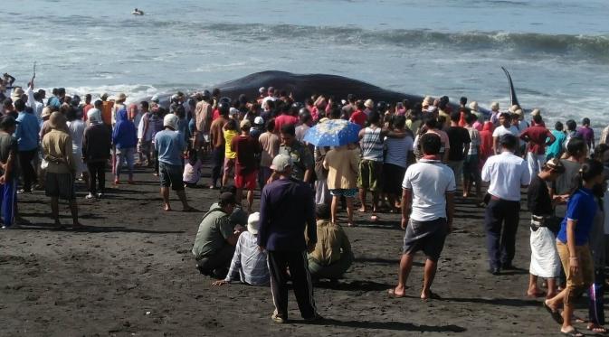 Paus 16 meter terdampar di pantai hebohkan warga Klungkung. (Yudha Maruta/Liputan6.com)