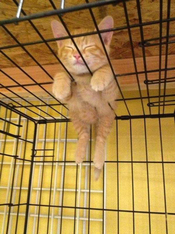 Melihat kucing-kucing gemas ini tidur, bikin kamu ingin segera memeliharanya. (via: brilio.net)