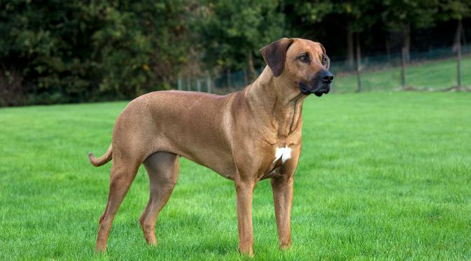 Anjing Rhodesian Ridgeback | via: thesun.co.uk