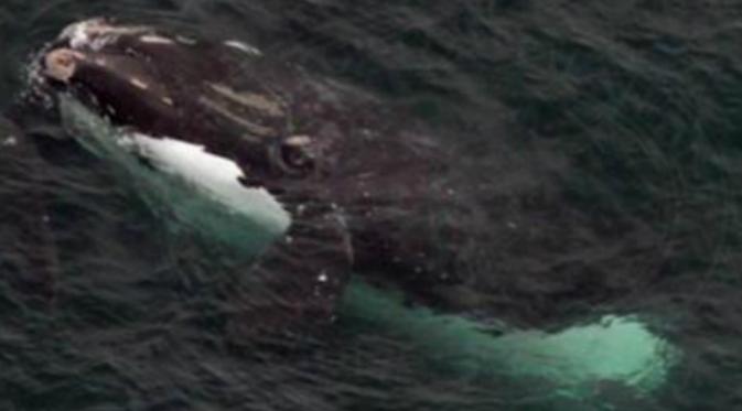 Paus Right yang terlihat di Teluk Cape Cod (Foto: Twitter Mass Marine Fisheries/NOAA).