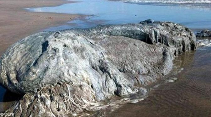 'Monster laut' ditemukan di pesisir Meksiko. (CEN)