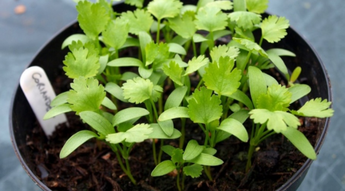 Ketumbar. Tabur benihnya di pot secara berbaris agar tumbuhnya teratur. (Via: marksvegplot.blogspot.co.id)