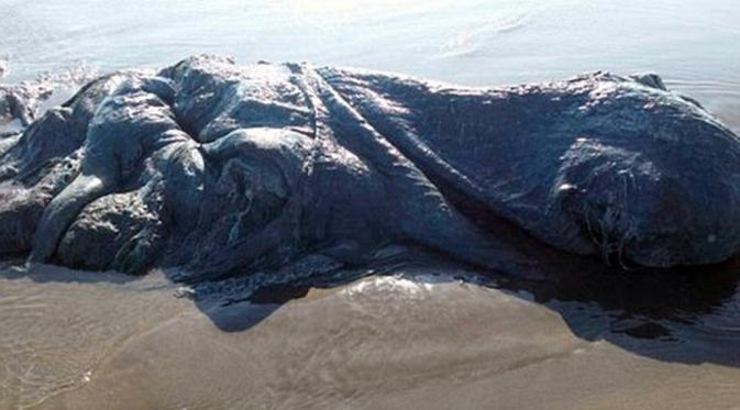 'Monster laut' ditemukan di pesisir Meksiko. (CEN)