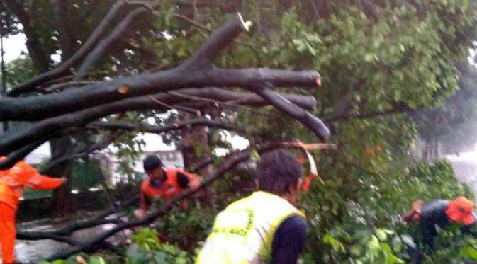 Pohon tumbang di Jalan Gatot Subroto. (@TMCPoldaMetro)
