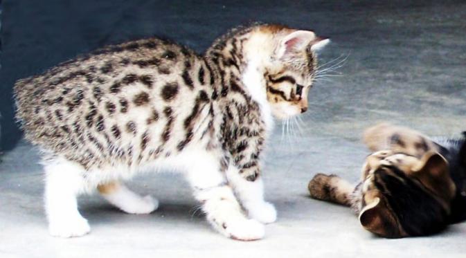 Karena kelucuannya, gak salah memang kucing selalu jadi hewan peliharaan banyak orang.(via: catwallpapers.net)