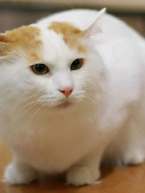 Karena kelucuannya, gak salah memang kucing selalu jadi hewan peliharaan banyak orang.(via: petpaw.com)