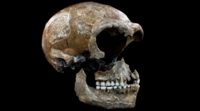 Kolagen pada tulang-belulang manusia Neanderthal membantu para ilmuwan menentukan jenis makanan kerabat manusia tersebut. (Sumber Hervé Bocherens via Science Daily)