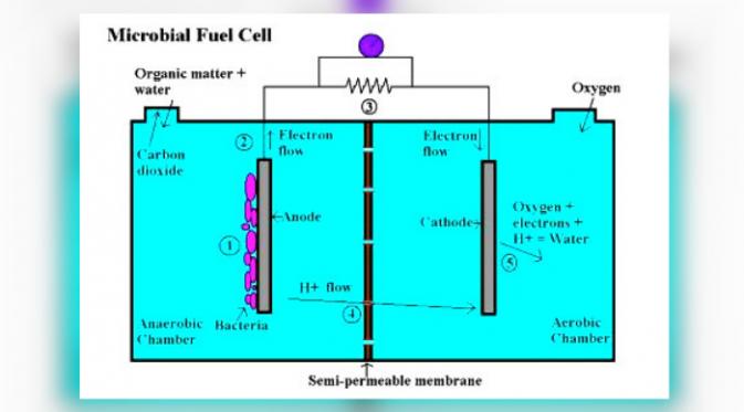 Ilustrasi Microbial Fuel Cells (MFC) (Foto: illumin.usc.edu).
