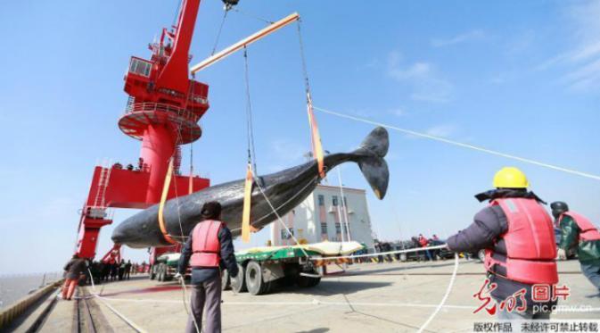 Dugaan para ahli ada hubungannya dengan jaring ikan sepanjang 8 meter yang ditemukan di tenggorokannya.(Shanghaiist.com)