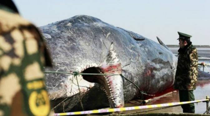 Setelah beberapa hari paus seberat 41 ton ini terdampar, paus lainnya juga ditemukan terdampar di dekat Kota Nantong. Penyebab kematian mamalia bertubuh besar ini juga tidak ditemukan.(Shanghaiist.com)