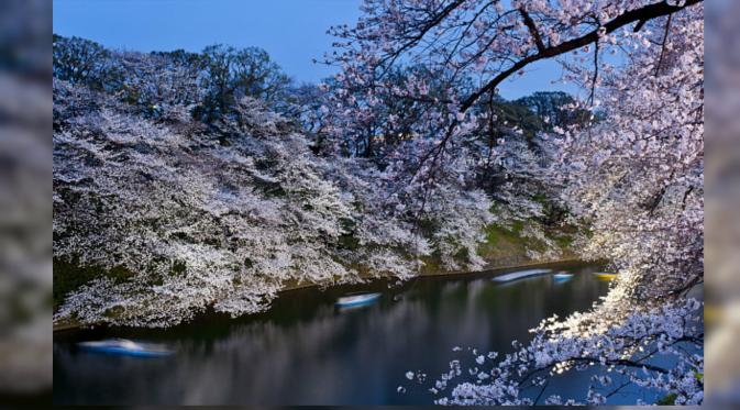Cherry blossom Jepang. (Telegraph)