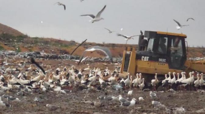Burung White Storks di antara tumpukan sampah (Foto: University of East Anglia).