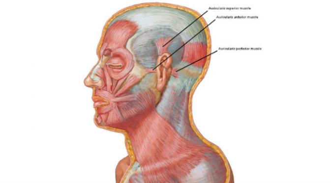 Ada 3 otot di bagian luar telinga manusia yang sekarang tidak bisa bergerak lagi. (Sumber Outlander Anatomy)