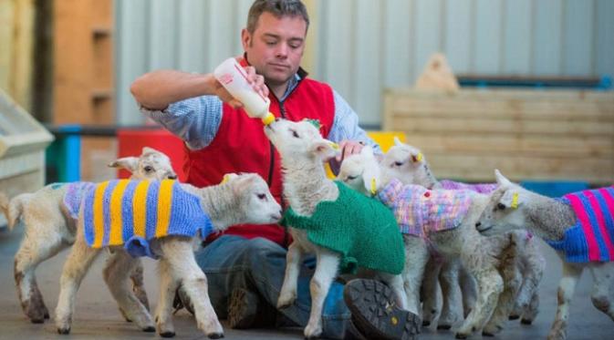 Anak domba ini terlihat fashionable dengan sweater rajutan (sumber. Lostateminor.com)
