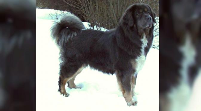 Anjing jenis Tibetan Mastiff. (Wikipedia)