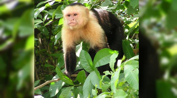 Monyet Capuchin Kosta Rika. (wikipedia)