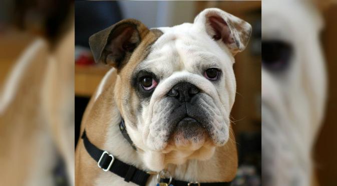 English Bulldog. (Wikipedia)