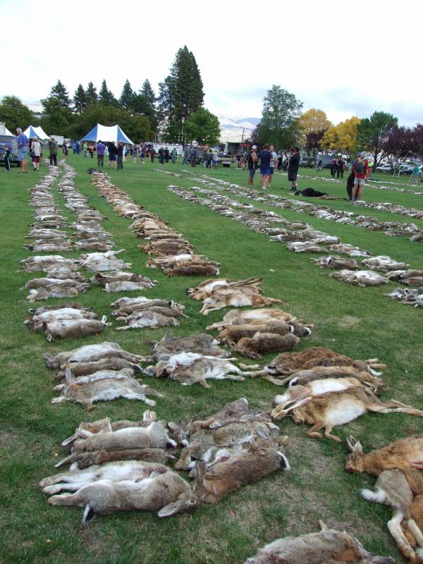 Perburuan kelinci di Selandia Baru 2015 | via: odt.co.nz