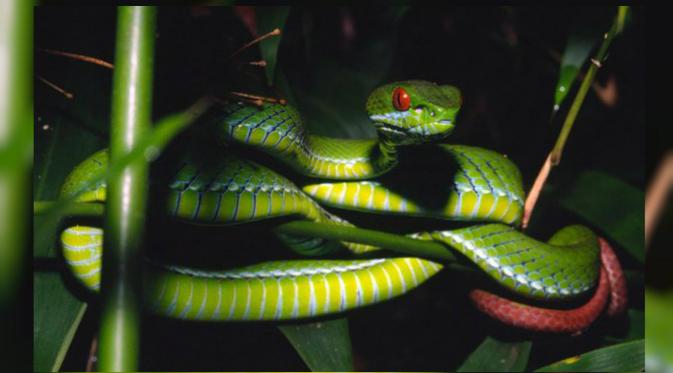 Kedua ular masih dalam keadaan hidup ketika dikirim dari Filipina. (The Guardian)