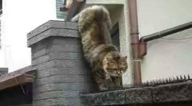 Kucing ini bersiap hadapi 'lautan' paku. (Pinterest)