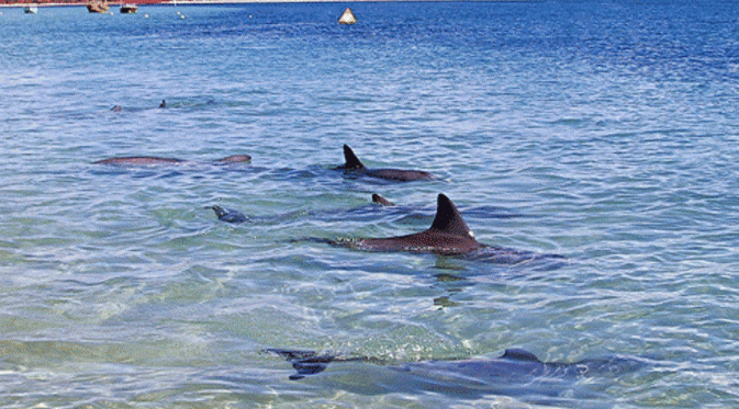 Shark Bay. (ecosmagazine.com)