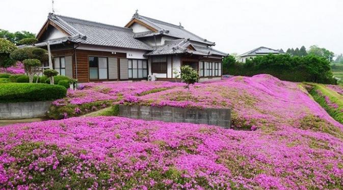 Kebun rumah mereka kini dipenuhi bunga Shibazakura (sumber. domain.com.au)