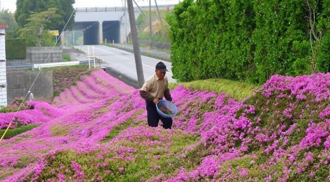 Toshiyuki akhirnya memutuskan untuk menanam kebun mereka dengan ribuan bunga Shibazakura (sumber. domain.com.au)