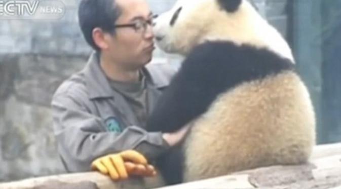 Manyuemei si panda memberikan ciuman pada sang penjaga. (CCTV English/Youtube)