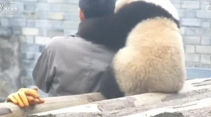 Manyuemei si panda terlihat 'mengalungkan' lengannya pada sang penjaga. (CCTV English/Youtube)