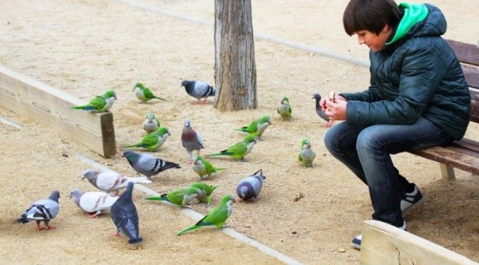 Burung beo di Spanyol. (Denis Kuvaev/Shutterstock)