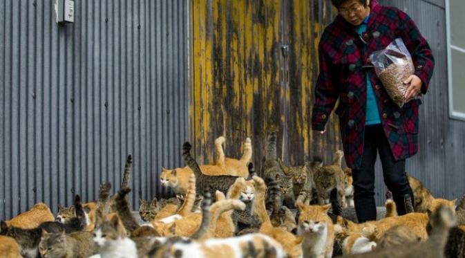 Cat Island, Jepang. (animalinelmondo)