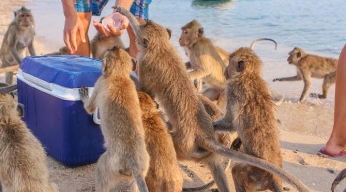 Monyet terlihat bekeliaran di Thailand. (Smile19/Shutterstock)