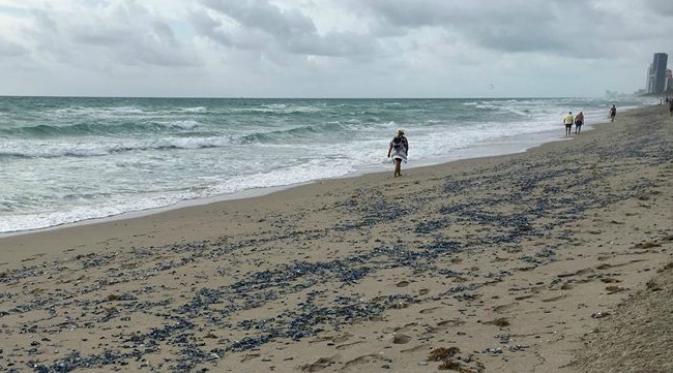 Ubur-ubur menggunakan selaput tembus pandang yang berbentuk seperti layar untuk menyebarkan diri di air. (Sumber City of Hallandale Beach)