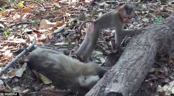 Anak monyet ini enggan tinggalkan jasad sang ibu yang mati tertabrak. (Storyful)
