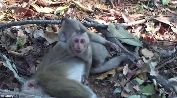 Anak monyet ini enggan tinggalkan jasad sang ibu yang mati tertabrak. (Storyful)