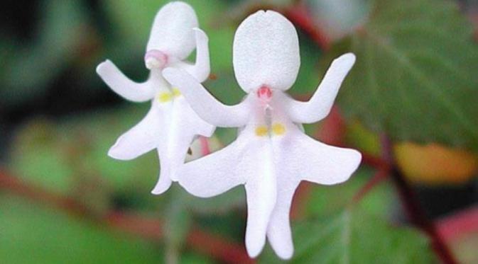 Bunga Impatiens Bequaertii mirip penari. (Via: pinterest.com)
