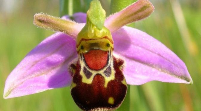 Bunga Ophrys bomybliflora mirip lebah yang sedang tertawa. (Via: arastiralim.net)