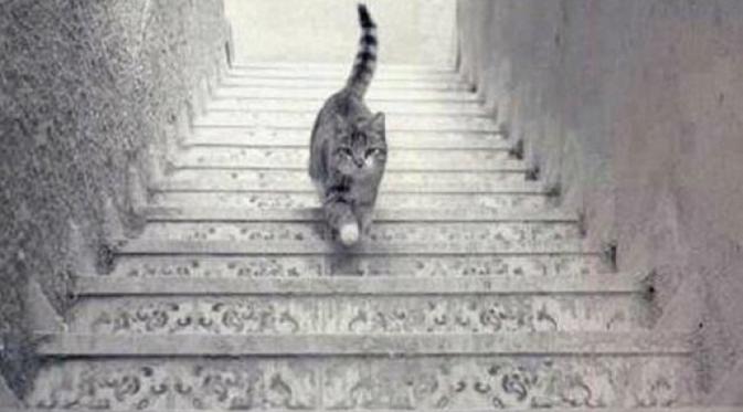 Ini tangga turun atau naik, ya? (Via: brightside.me)