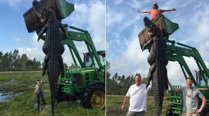 Buaya memiliki panjang 4.5 meter dan bobot 363 kilogram. (Nola.com)