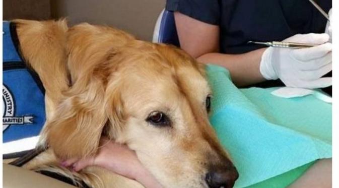 Saat anjing golden retriever, Jo Jo, menjalankan tugasnya sebagai perawat dokter gigi. (Foto: Facebook Pediatric Dentistry of Northbrook)