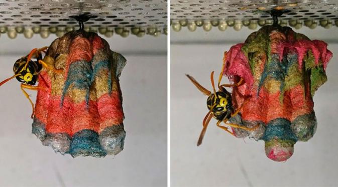 Sarang lebah pelangi didapat ketika tawon diberi makanan kertas berwarna. (Via: boredpanda.com)