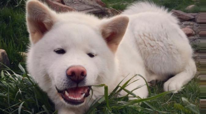 Simak di Sini, 3 Alasan Anjing Suka Memakan Rumput. Sumber : cute.barkpost.com