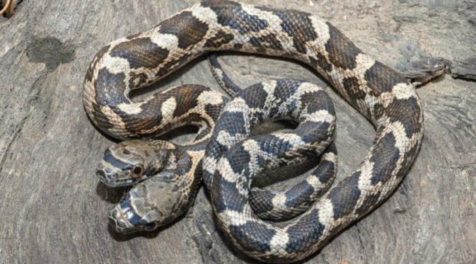 Tanpa bekerja sama ular berkepala dua ini tak akan bisa selamat jika tidak bisa bekerja sama. (Metro)